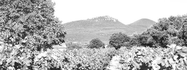 Unser Weingut im Languedoc: Domaine des deux platanes